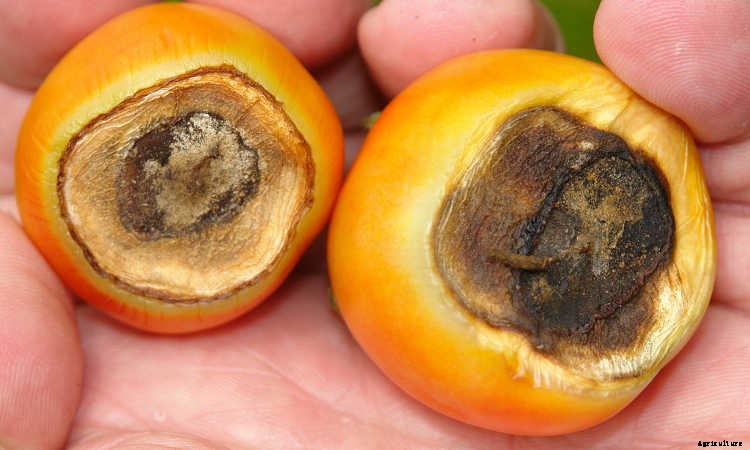 Tomato Fertilizer: How To Feed Your Plants For Ultimate Harvests