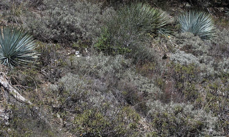 White Sage Plant: Growing Guide, Smudging, and Seeds