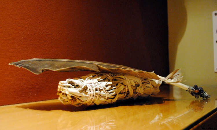 White Sage Plant: Growing Guide, Smudging, and Seeds