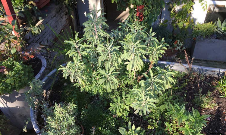 White Sage Plant: Growing Guide, Smudging, and Seeds