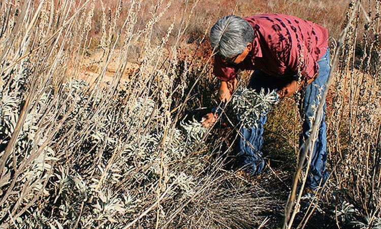 White Sage Plant: Growing Guide, Smudging, and Seeds