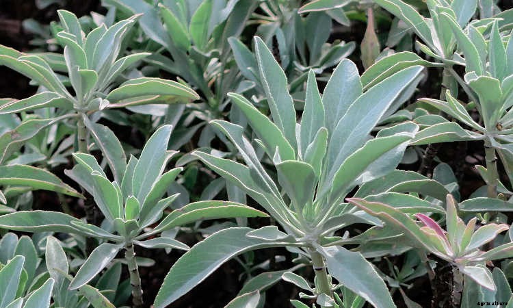 White Sage Plant: Growing Guide, Smudging, and Seeds