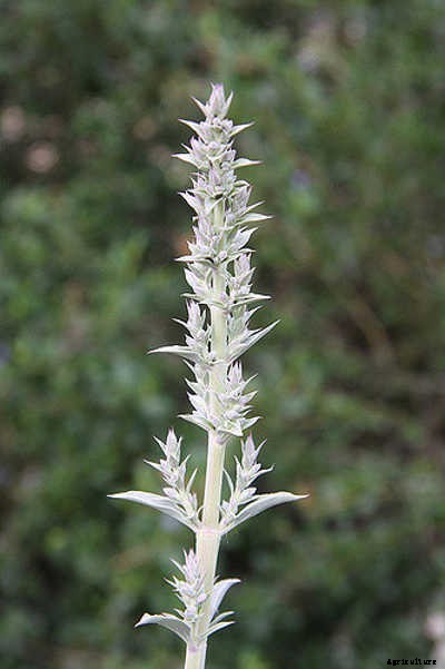 White Sage Plant: Growing Guide, Smudging, and Seeds