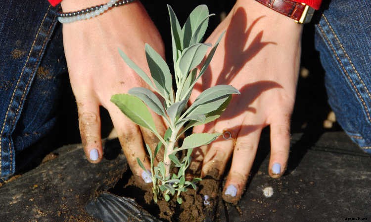 White Sage Plant: Growing Guide, Smudging, and Seeds