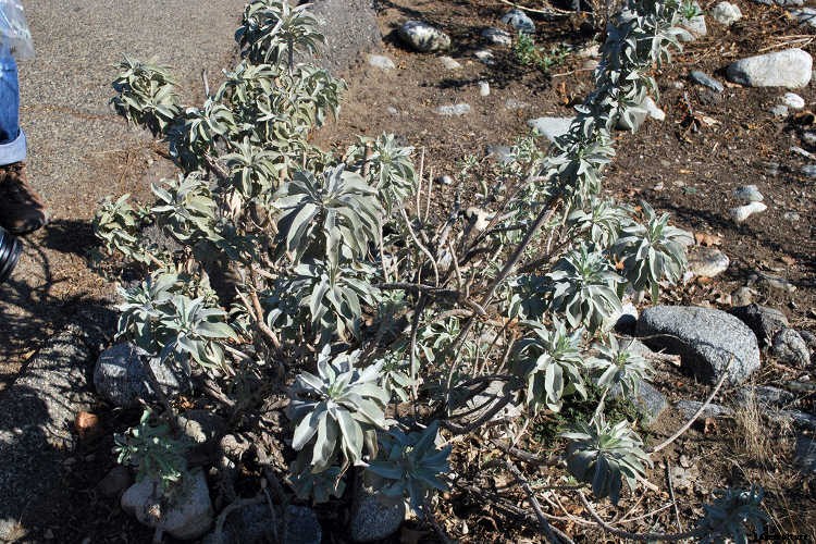 White Sage Plant: Growing Guide, Smudging, and Seeds