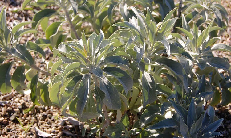 White Sage Plant: Growing Guide, Smudging, and Seeds