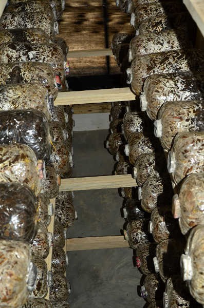 Mushroom Compost: What It Is, What It Does, And How To Make It