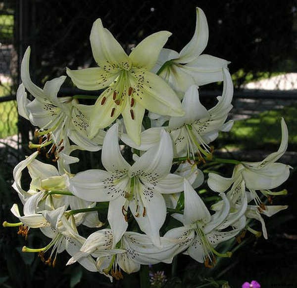 Tiger Lily: How To Grow & Care For Lilium Lancifolium