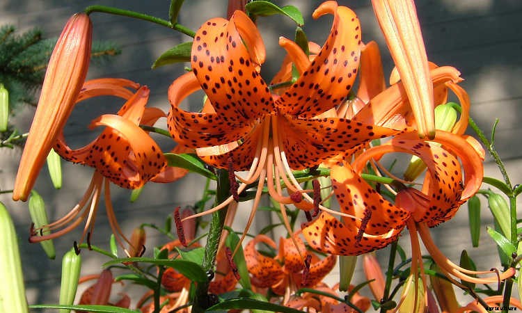Tiger Lily: How To Grow & Care For Lilium Lancifolium