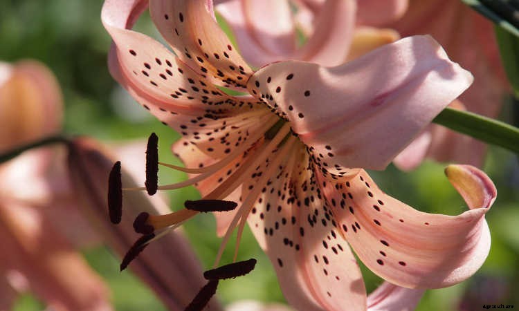 Tiger Lily: How To Grow & Care For Lilium Lancifolium