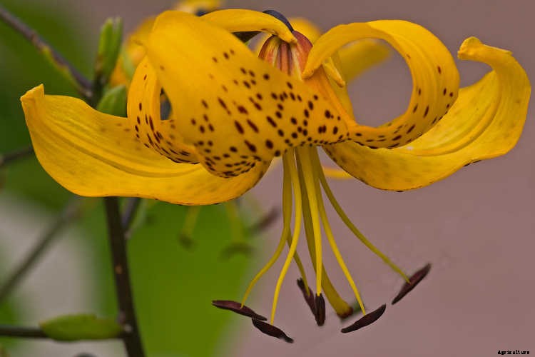 Tiger Lily: How To Grow & Care For Lilium Lancifolium