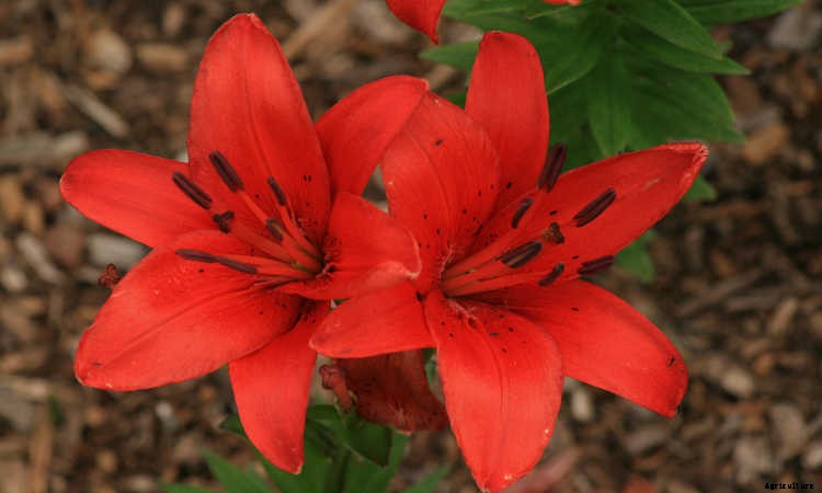 Tiger Lily: How To Grow & Care For Lilium Lancifolium