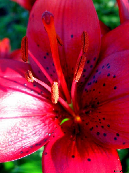 Tiger Lily: How To Grow & Care For Lilium Lancifolium