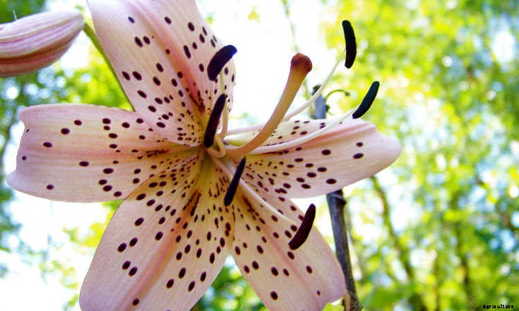 Tiger Lily: How To Grow & Care For Lilium Lancifolium