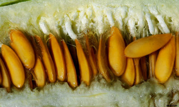 Indoor Gardening For Beginners: Basics You Should Know