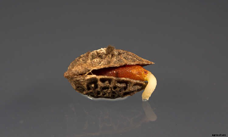 Indoor Gardening For Beginners: Basics You Should Know