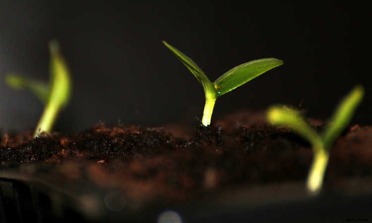 Indoor Gardening For Beginners: Basics You Should Know