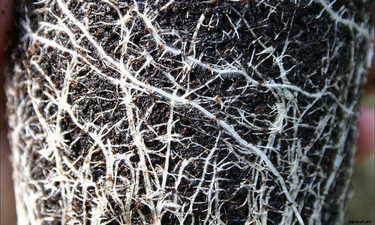 Indoor Gardening For Beginners: Basics You Should Know