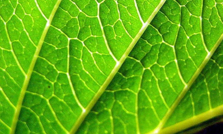 Indoor Gardening For Beginners: Basics You Should Know