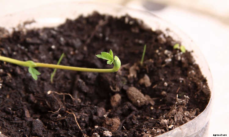 Indoor Gardening For Beginners: Basics You Should Know