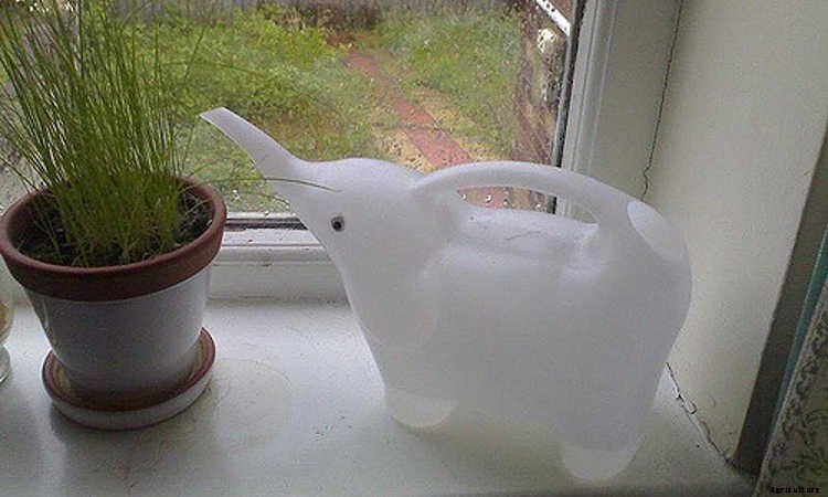 Indoor Gardening For Beginners: Basics You Should Know