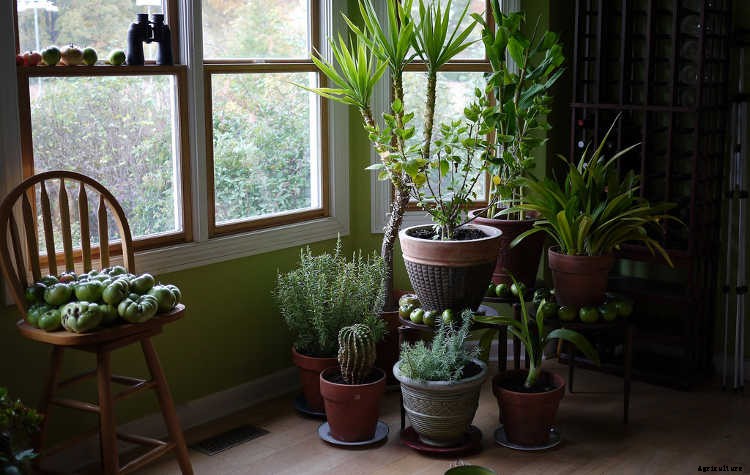 Indoor Gardening For Beginners: Basics You Should Know