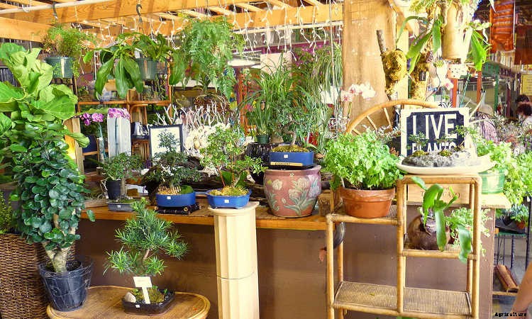 Indoor Gardening For Beginners: Basics You Should Know