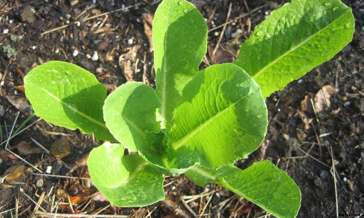 How To Grow Lettuce All Year Long