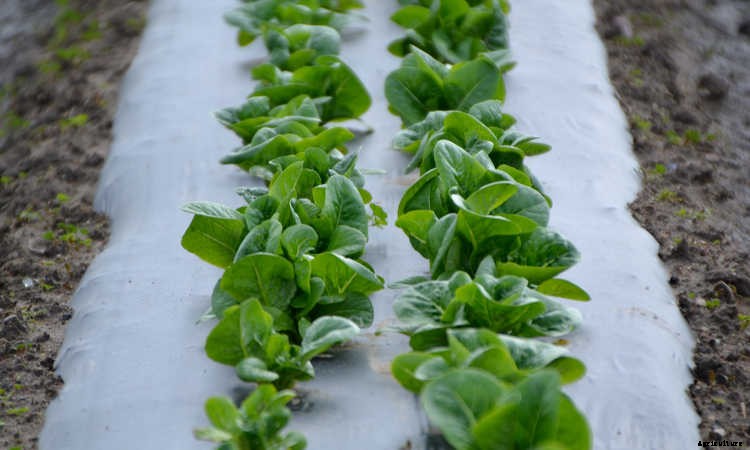 How To Grow Lettuce All Year Long