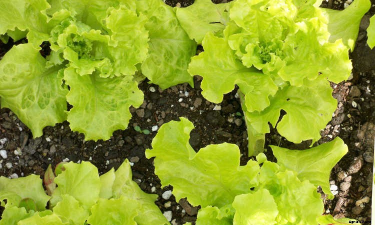 How To Grow Lettuce All Year Long