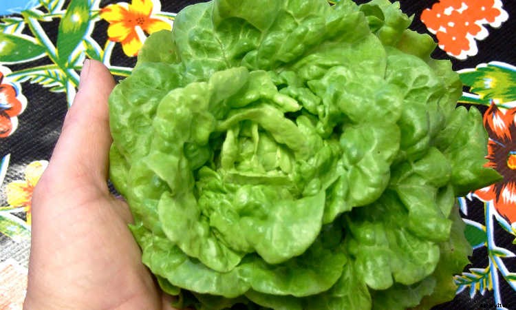 How To Grow Lettuce All Year Long