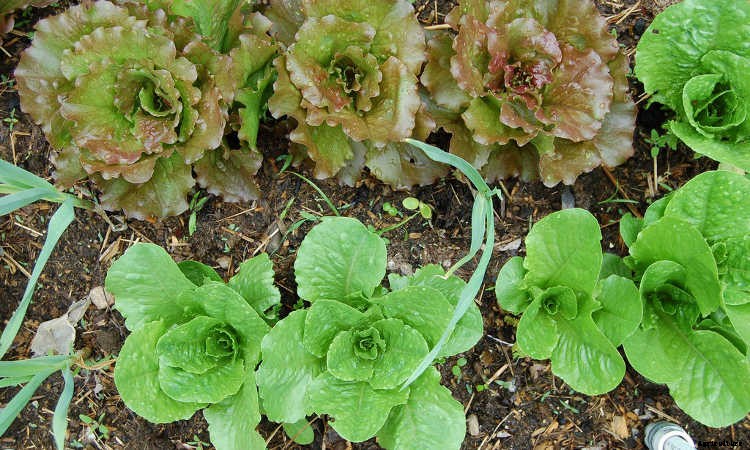 How To Grow Lettuce All Year Long