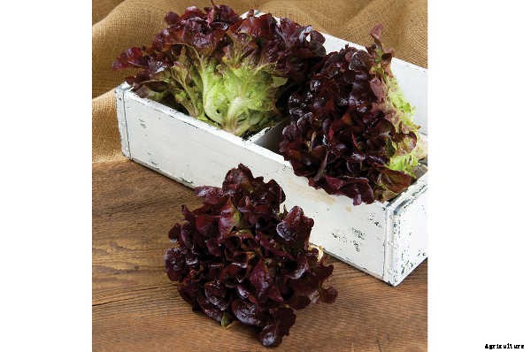 How To Grow Lettuce All Year Long