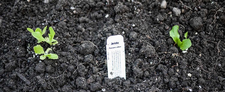 How To Grow Lettuce All Year Long