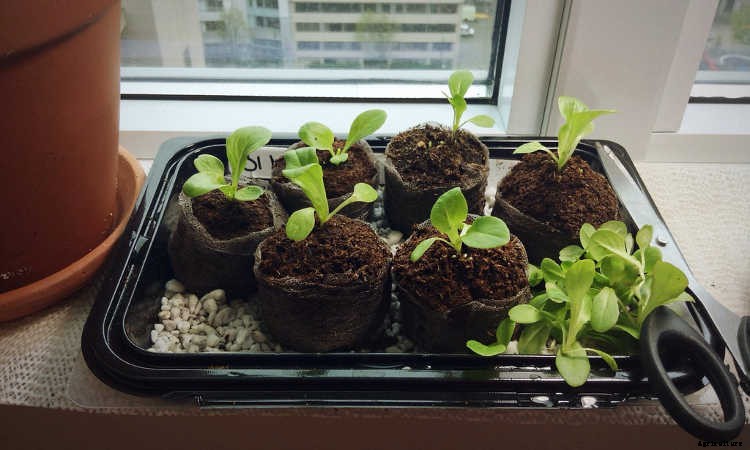 How To Grow Lettuce All Year Long