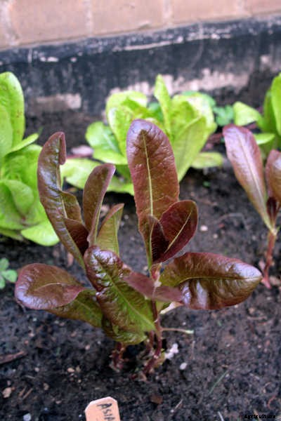 How To Grow Lettuce All Year Long