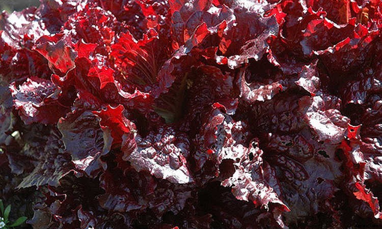 How To Grow Lettuce All Year Long