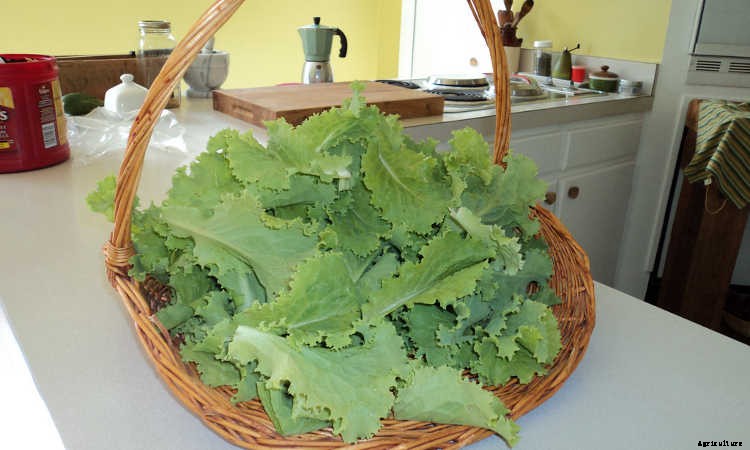 How To Grow Lettuce All Year Long