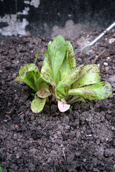 How To Grow Lettuce All Year Long