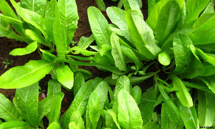 How To Grow Lettuce All Year Long