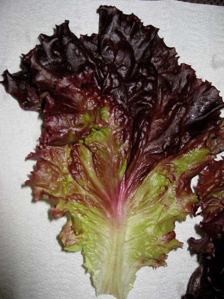 How To Grow Lettuce All Year Long