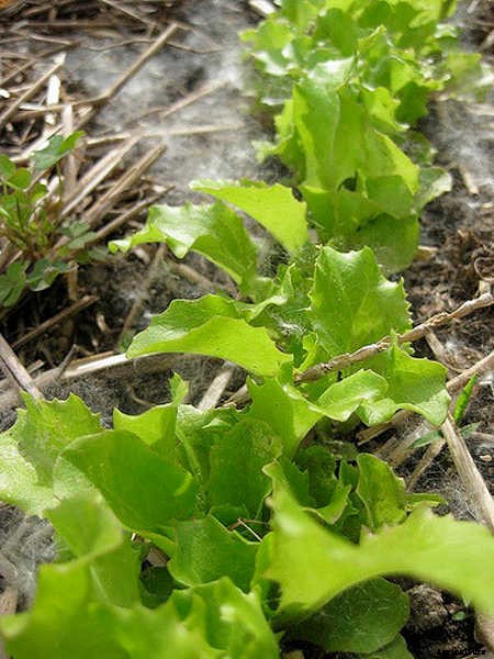 How To Grow Lettuce All Year Long