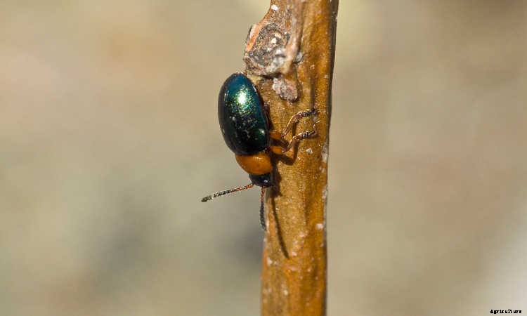 How To Grow Lettuce All Year Long