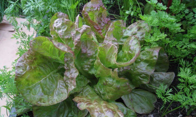 How To Grow Lettuce All Year Long