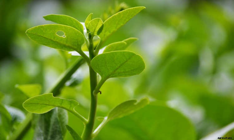 How To Grow Spinach The Right Way