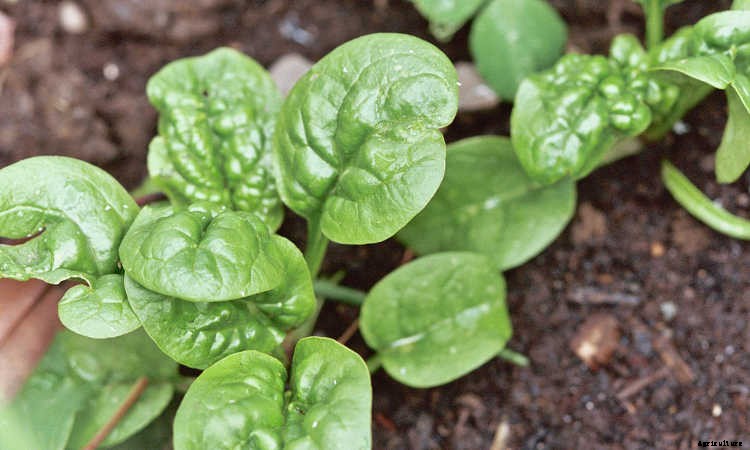 How To Grow Spinach The Right Way