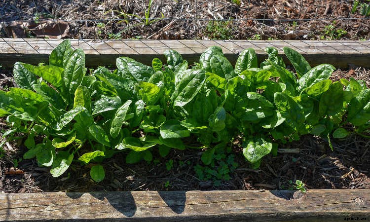 How To Grow Spinach The Right Way