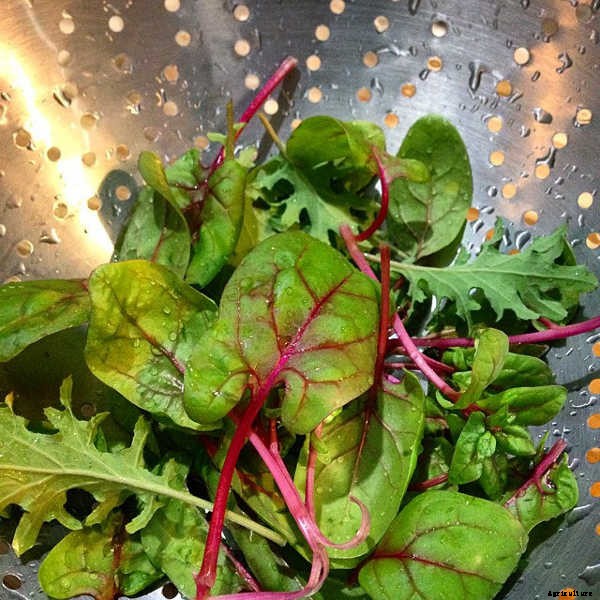 How To Grow Spinach The Right Way