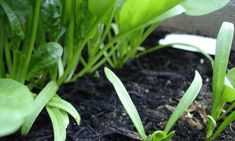 How To Grow Spinach The Right Way