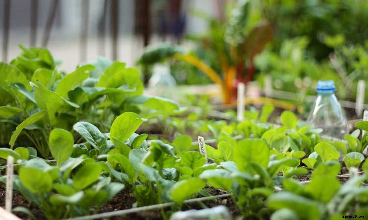 How To Grow Spinach The Right Way